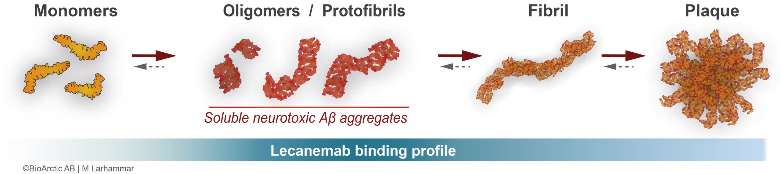 Lecanemab binding profile